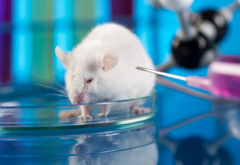 Envigo Reseach Models