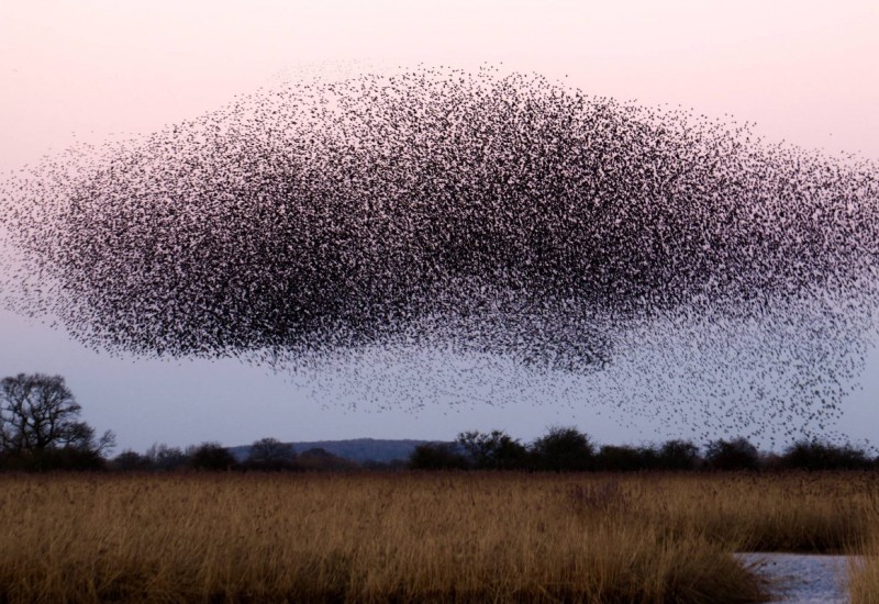 Value Balancing Alliance